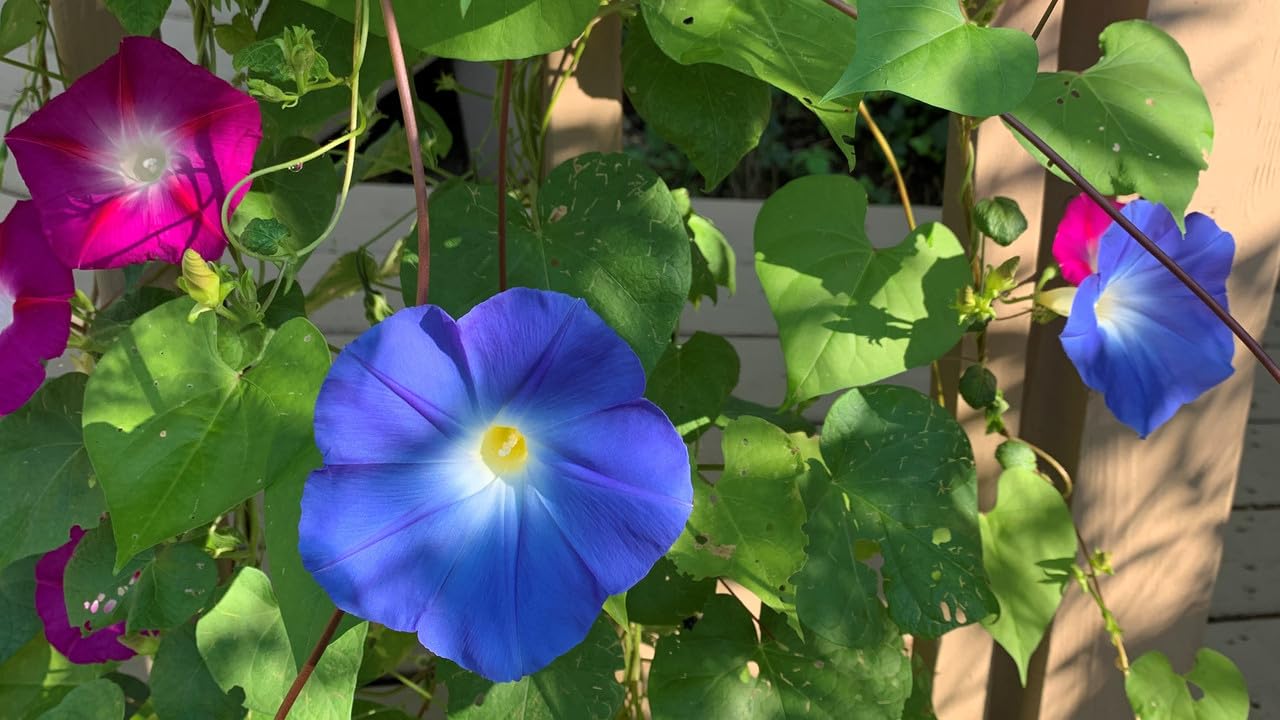 All Season Morning Glory/Ipomia Flower Mixed F1 Good